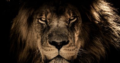 The Voice of King Mufasa Returns The Voice of King Mufasa Returns