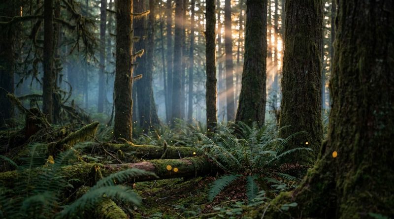 A misty rainforest at dusk, with tall mossy trunks, ferns and small points of firefly light drifting between the trees